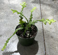 6" Epiphyllum Orchid Ric Rac (Zig Zag) Cactus